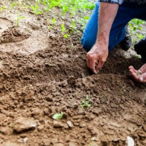 The Seed & The Soil – Matthew 13:1-23